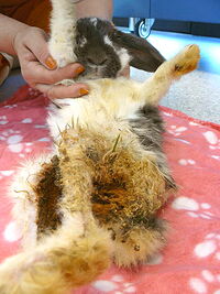 Królik z interwencji