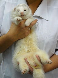 Technika przytrzymywania zwierzaka