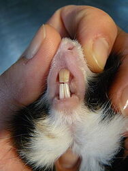 Świnka morska, odbarwienia siekaczy w wyniku niedoboru witaminy C