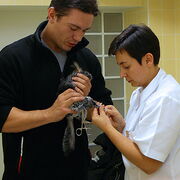 Pobieranie krwi od gryzoni, królików i fretek