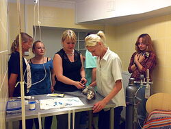 Transfuzja krwi u fretki