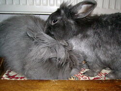 Króliki wylizujące się nawzajem