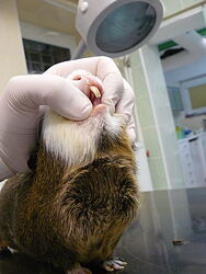 Karmienie strzykawką świnki morskiej - odchylanie warg