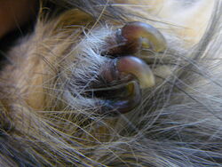 Pazury świnki morskiej