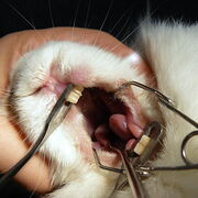 Rozwieracze dla gryzoni i zajęczaków