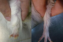 Świnka morska; obrzęki w wyniku niedoboru witaminy C