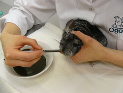 Przytrzymanie głowy