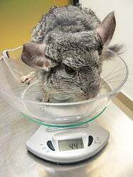 Jednym z pierwszych objawów cukrzycy jest utrata wagi.