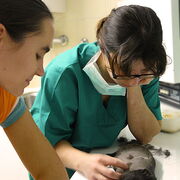 Konsultacje chirurgiczne