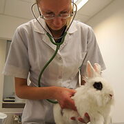 Konsultacje chirurgiczne