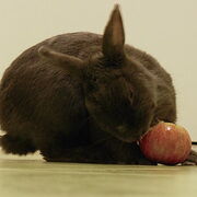 Przechowywanie zwierząt