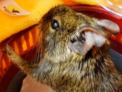 Zmętnienie soczewki jako jeden z objawów cukrzycy.