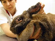 Królik chory na myksomatozę