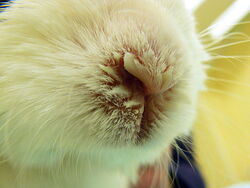 Objawy pasterelozy u królika